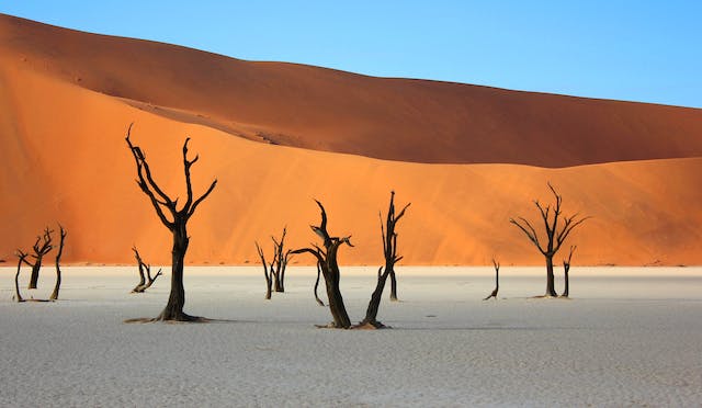 Desert Trees That Enhance Any Arid Landscape