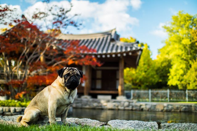 Eastern Landscaping: Discover the Charm of Asian-Inspired Garden Design