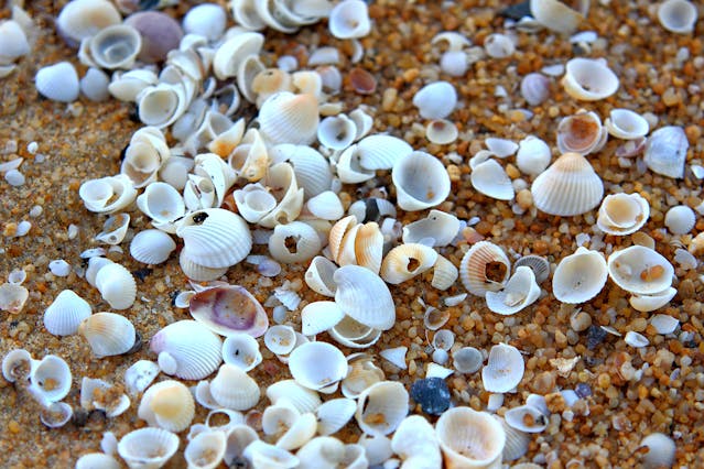 Using Shells for Landscaping to Create a Coastal Garden Paradise